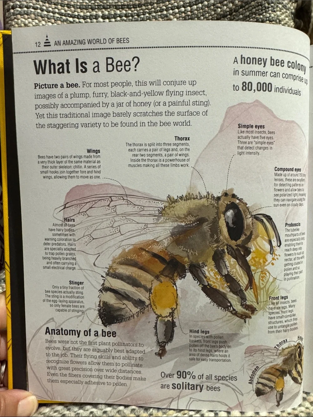 THE BEE BOOK From Penguin Random House $28 Retail NEW